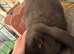 Giant french lops must stay together