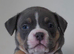 Pocket bully puppies