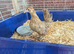 Serama pullet