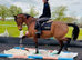 Stunning King / fantastic hack , allrounder