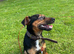 1 year old patterjack