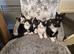 3 X Beautiful Black & White Kittens &pound;25