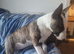 English bull terrier bitch 5 months old