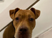 8 month old American Bulldog