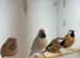 Long-tailed Finches