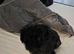 Lovely black maltipoo