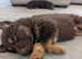 Beautiful German Shepherd puppies