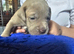 Cane corso x great dane