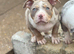 Lilac tri Merle female