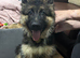 4 month old long hair German shepherd boy