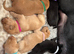 3 LEFT outstanding working Labrador pups!