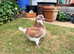 King Pigeons