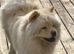 Male chow chow needing a new home