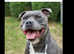 Well proven Staffordshire bull terrier for stud