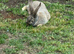 1 x Blue agouti continental Giant Doe