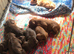 Kc cocker spaniel puppies