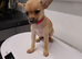 Beautiful Chihuahua Puppies