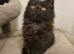 Adorable fluffy Kittens Ready for Loving Home