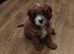 Cavapoos
