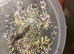 Mossy Frog For Sale Possible Female or could be Male.