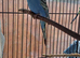 Pair of budgies