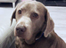 Kc registered & health tested silver Labrador
