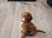 Cockapoo