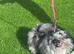 Cheeky lovely little Pomeranian female