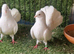 Fantail pigeons