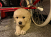 Beautiful boy puppy