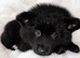 Reduced - CHOW SHEPHERDS READY NOW