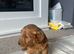 Cockapoo puppies