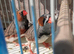 Finches
