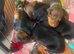Dachshund puppies for sale