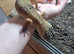 Proven male leopard gecko, black night genes.