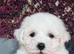 Beautiful Bichon Frise Puppies – Boys & Girl Ready Now