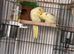 Breeding pair