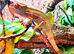 Mitsio Panther Chameleon CB26 Male