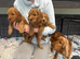 Cockapoo pups
