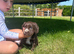 One stunning chocolate girl available