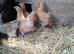 pekin bantam pullets