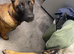 2x Belgian mal 18 month male 7 month female