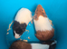 3 males available