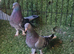 Turkish pigeons