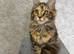 XXL Champion TICA Registered Maine Coon Kittens