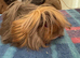 Peruvian boar red/lilac 4 mths old