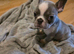Amazing panda French bulldog