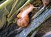 Giant Albino African Land Snail Babies