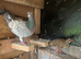 Healthy breeding female