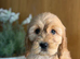 Ready now males and females available